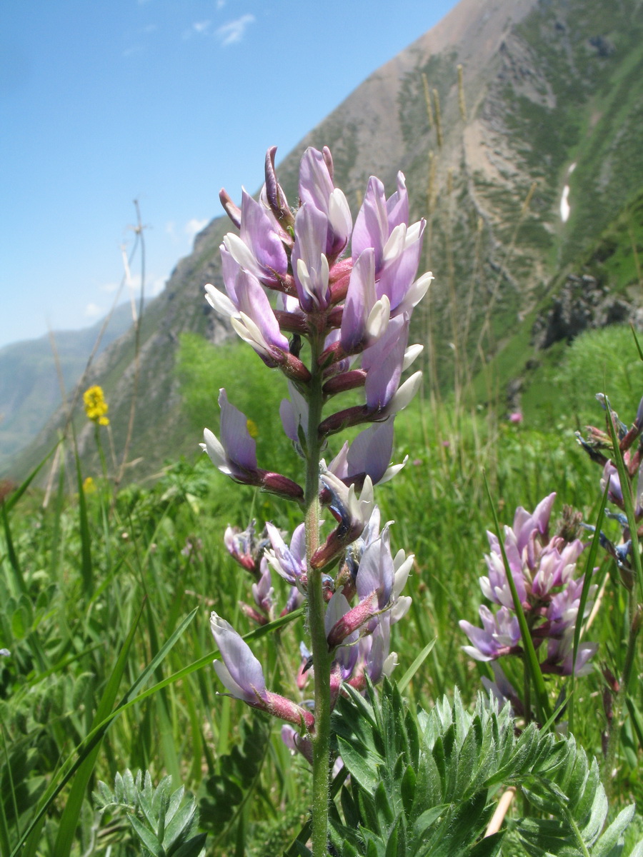 Image of Oxytropis pilosissima specimen.