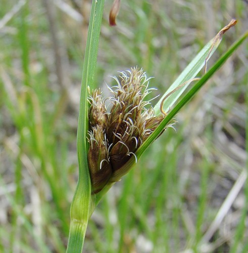 Image of Bolboschoenus maritimus var. compactus specimen.