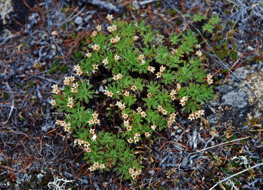 Image of Chamaerhodos altaica specimen.