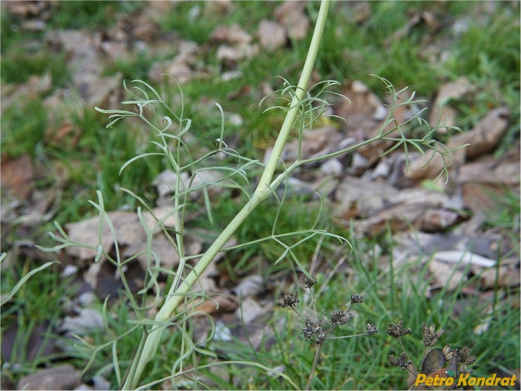 Image of Seseli arenarium specimen.