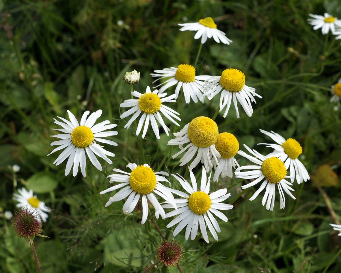 Изображение особи Tripleurospermum inodorum.