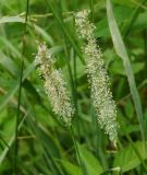 Phleum pratense