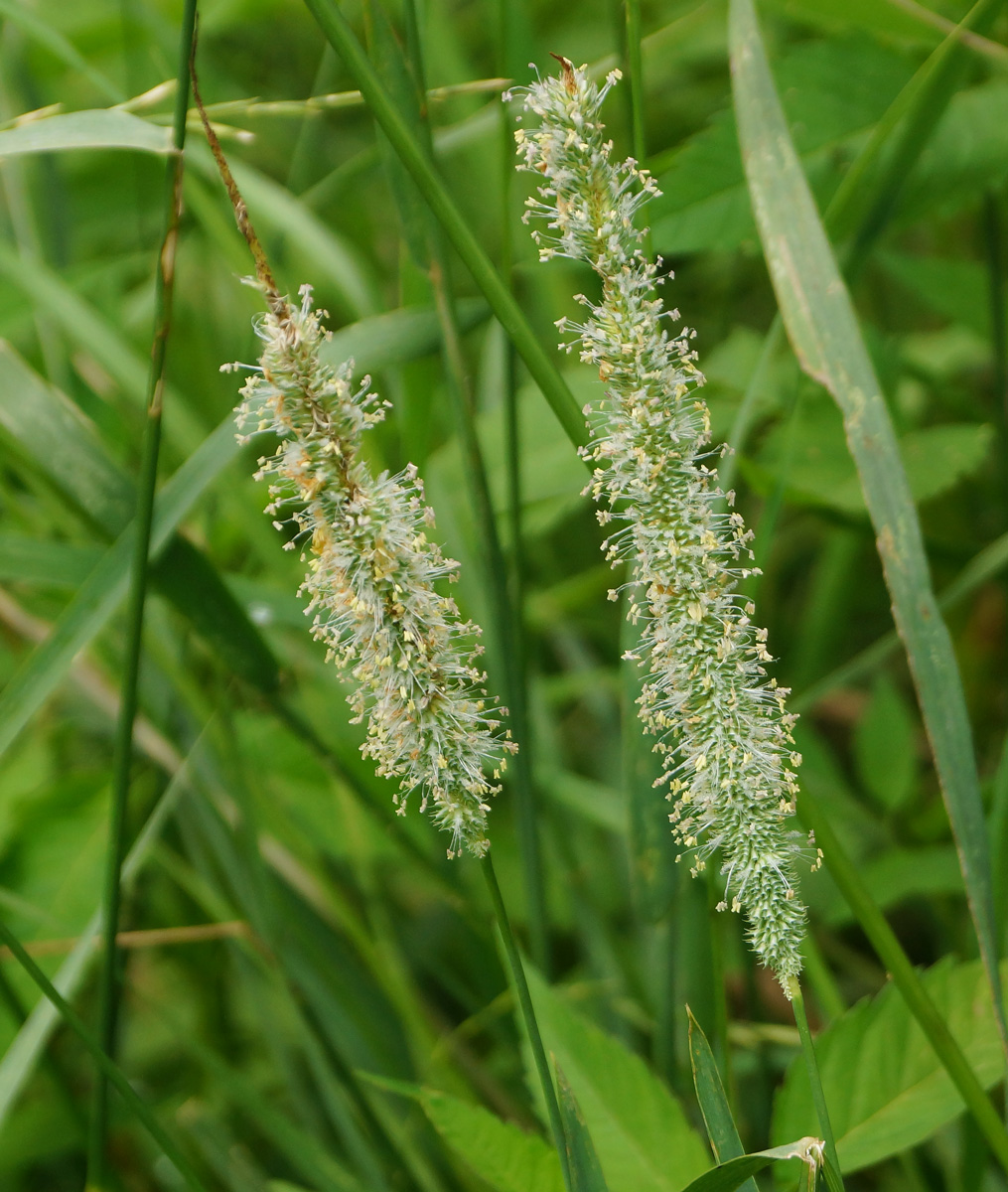 Image of Phleum pratense specimen.