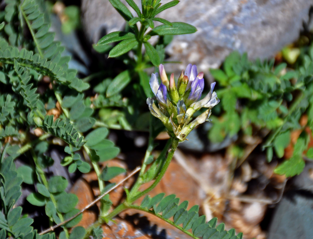 Изображение особи Astragalus austrosibiricus.