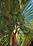 Trachycarpus fortunei. Соплодие с незрелыми плодами и основания листьев. Краснодарский край, Лазаревский р-н Сочи, Дагомыс, в культуре. 09.07.2017.