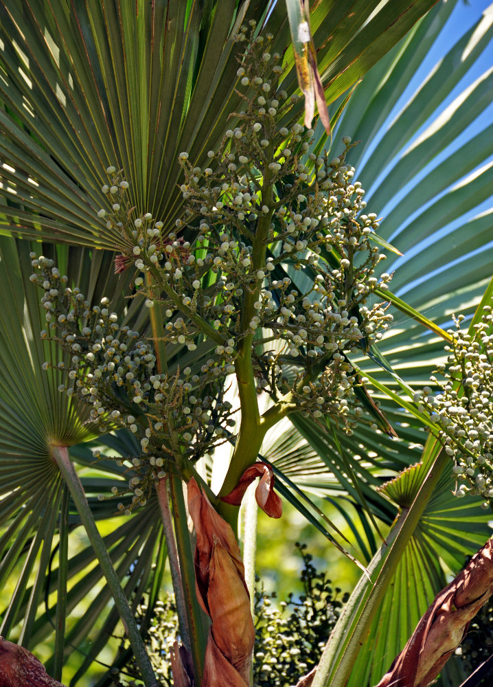 Изображение особи Trachycarpus fortunei.