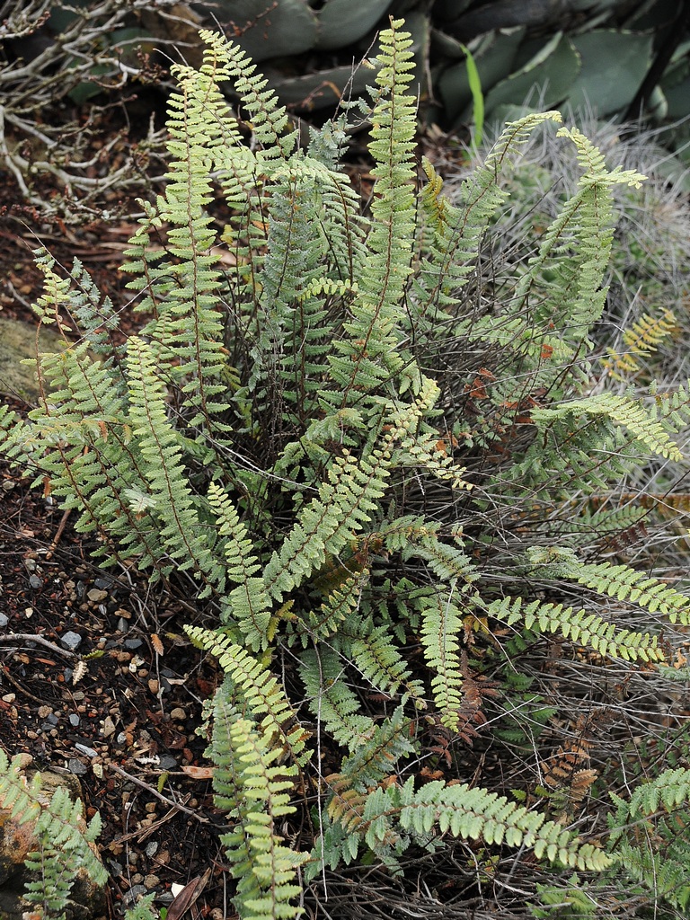 Изображение особи Myriopteris aurea.