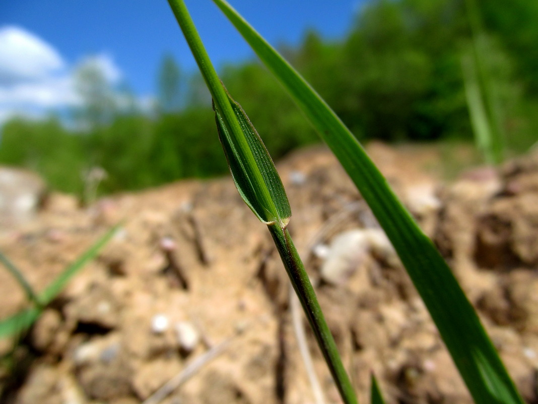 Image of Hierochloe odorata specimen.