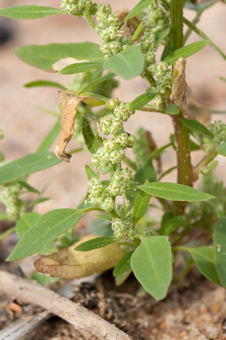 Изображение особи Chenopodium album.