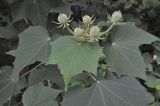 род Hibiscus