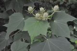 genus Hibiscus. Соцветие c бутонами и листья. Китай, пров. Хунань, Сянси-Туцзя-Мяоский автономный округ, г. Фэнхуан, склон холма рядом с автовокзалом. 08.10.2017.