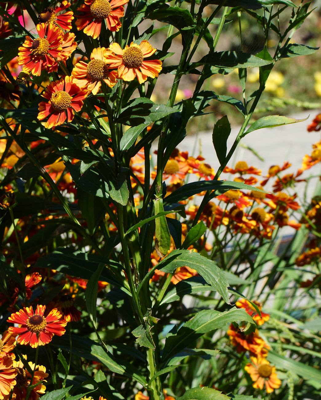 Изображение особи Helenium autumnale.