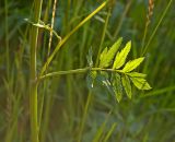 Pastinaca sylvestris