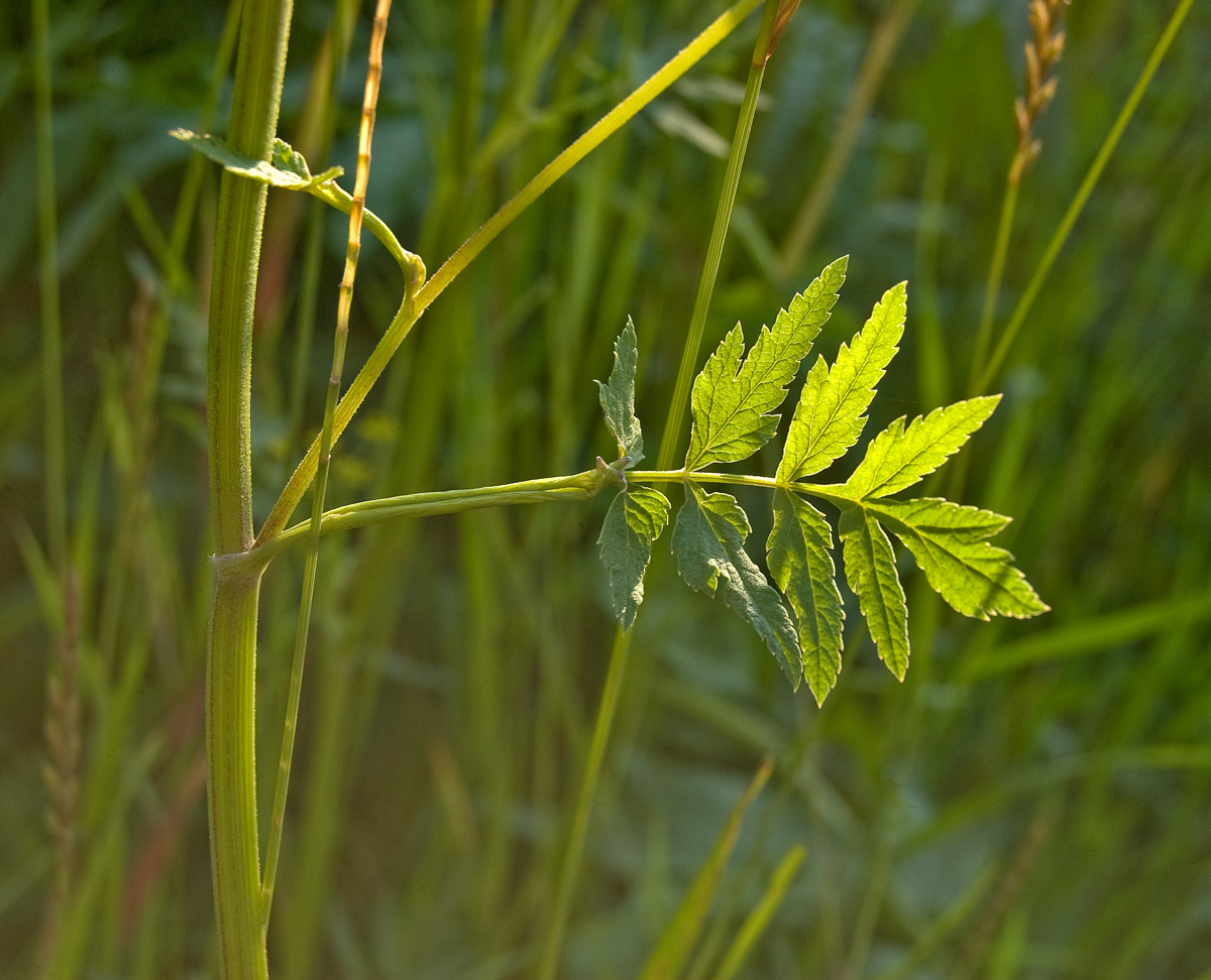 Изображение особи Pastinaca sylvestris.