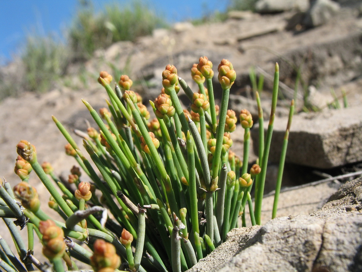 Image of Ephedra regeliana specimen.