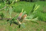 Salix purpurea. Ветвь с соплодиями. Крым, Байдарская долина. 23 мая 2010 г.
