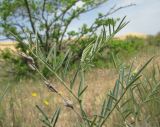 Astragalus barbidens. Верхушка побега. Дагестан, Кумторкалинский р-н, бархан Сарыкум. 06.05.2018.