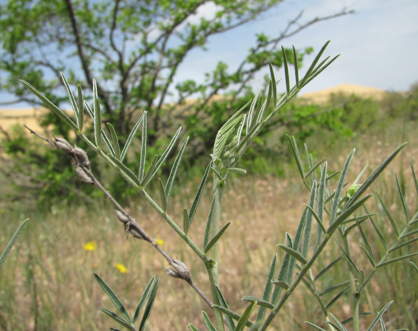 Изображение особи Astragalus barbidens.