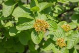 Viburnum cotinifolium. Соплодие с незрелыми плодами и листья. Грузия, Тбилиси, ботанический сад. 01.05.2018.