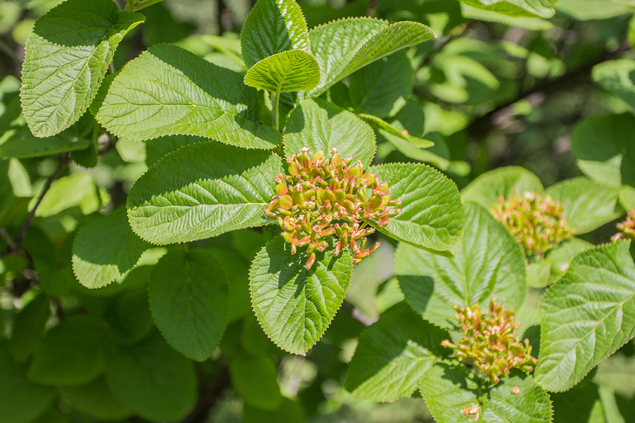 Image of Viburnum cotinifolium specimen.