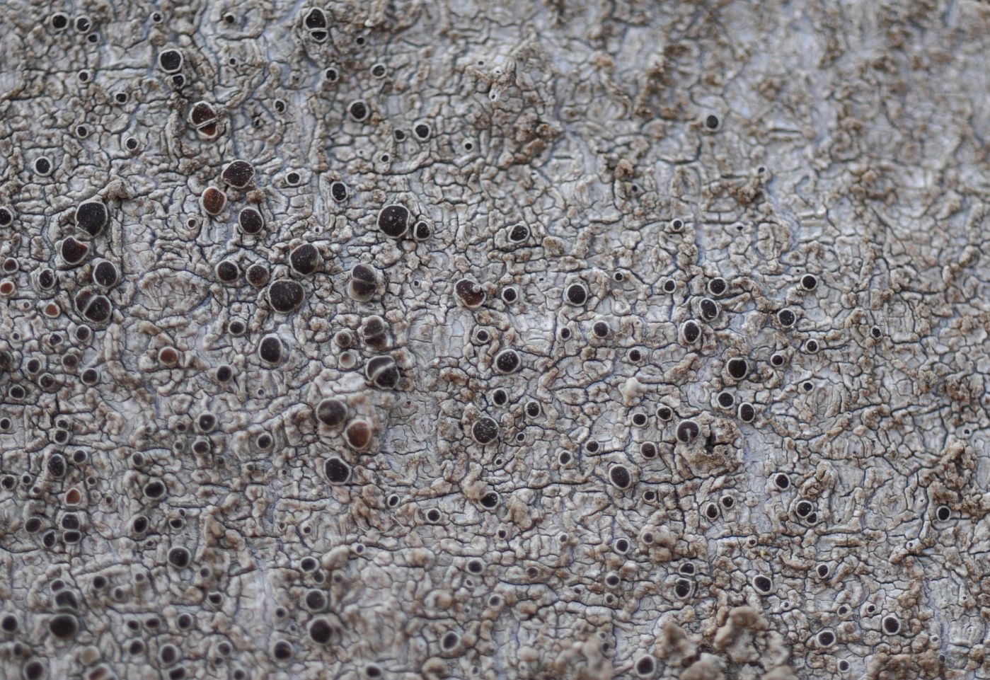 Image of genus Lecanora specimen.