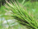 Bromus scoparius