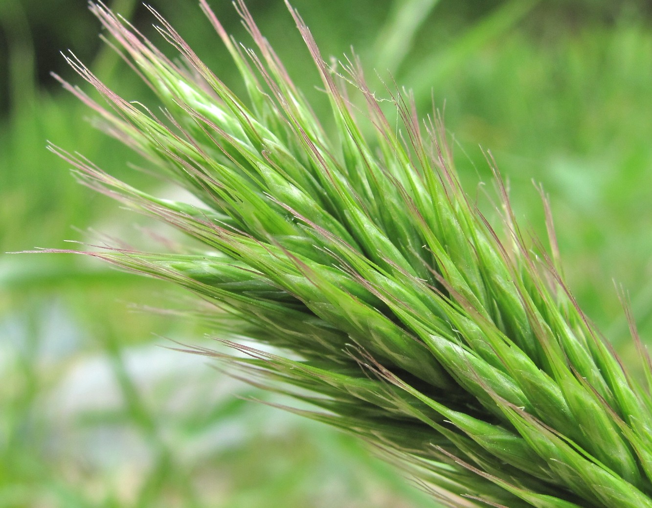 Изображение особи Bromus scoparius.