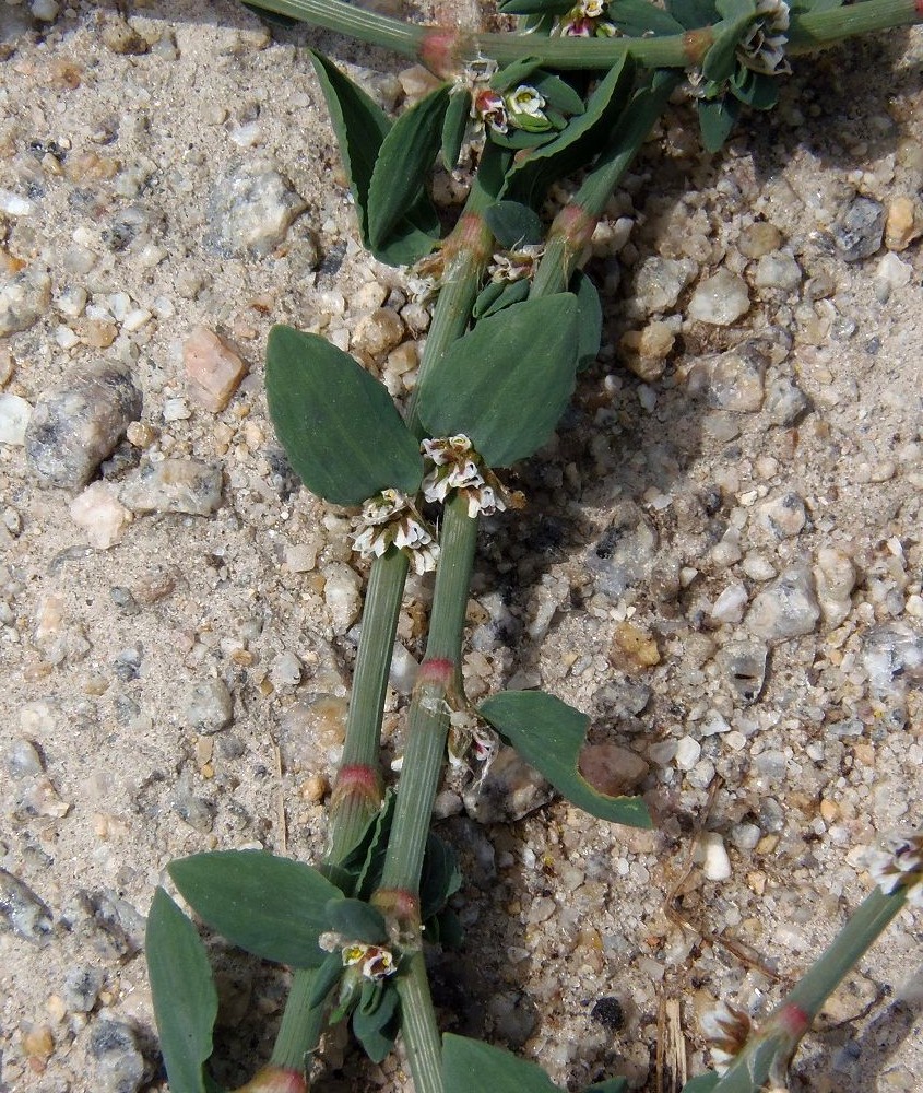 Изображение особи Polygonum aviculare.