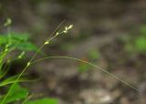 Carex remotiuscula. Верхушка плодоносящего побега. Приморский край, Кавалеровский р-н, окр. пгт Кавалерово, памятник природы \"Скала Дерсу-Узала\", в широколиственном лесу. 19.06.2018.