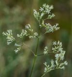Silene wolgensis