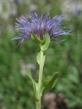 Globularia trichosantha. Верхушка побега с соцветием. Крым, Бахчисарайский р-н, Адым-Чокракская долина, южный склон г. Мангуп-Кале. 12.05.2016.