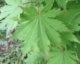 Acer pseudosieboldianum