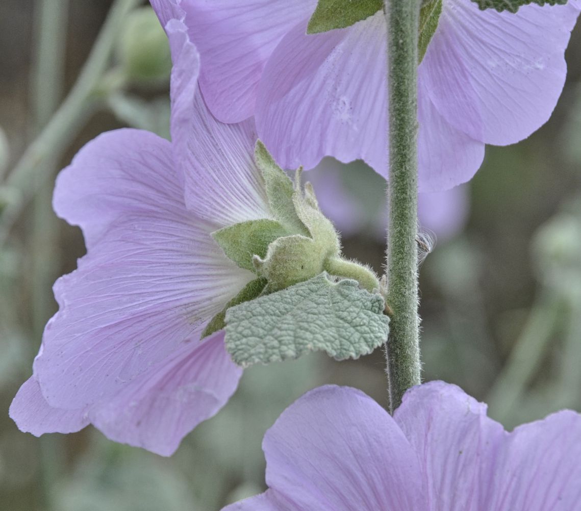 Изображение особи Alcea pallida.