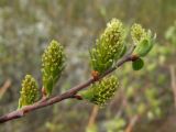 Salix bebbiana