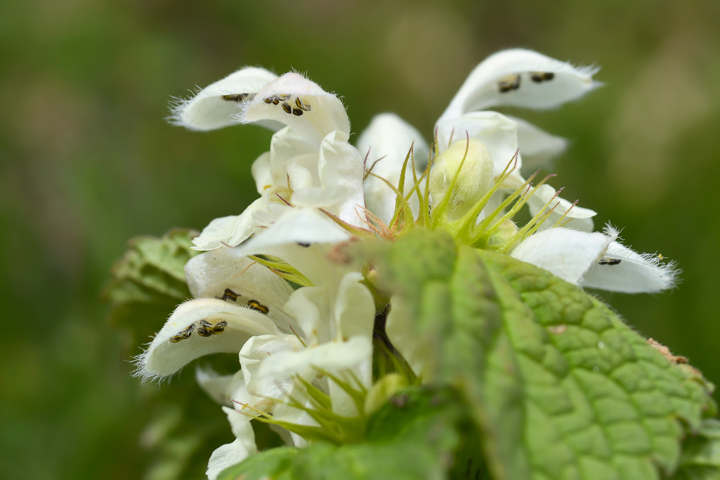 Image of Lamium turkestanicum specimen.