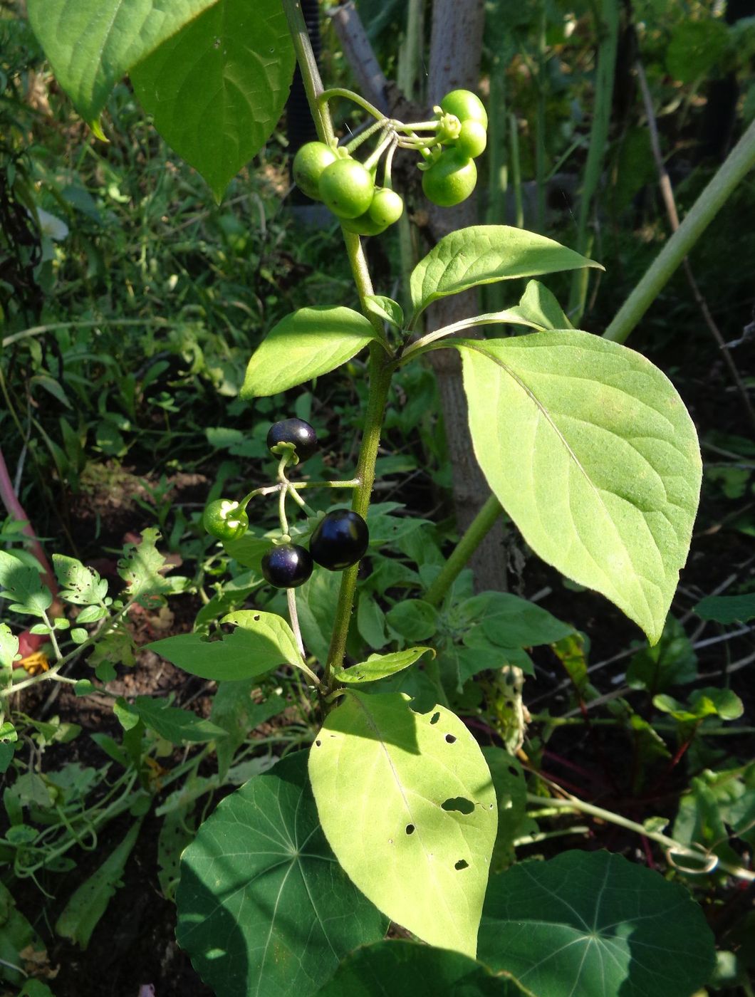 Изображение особи Solanum scabrum.