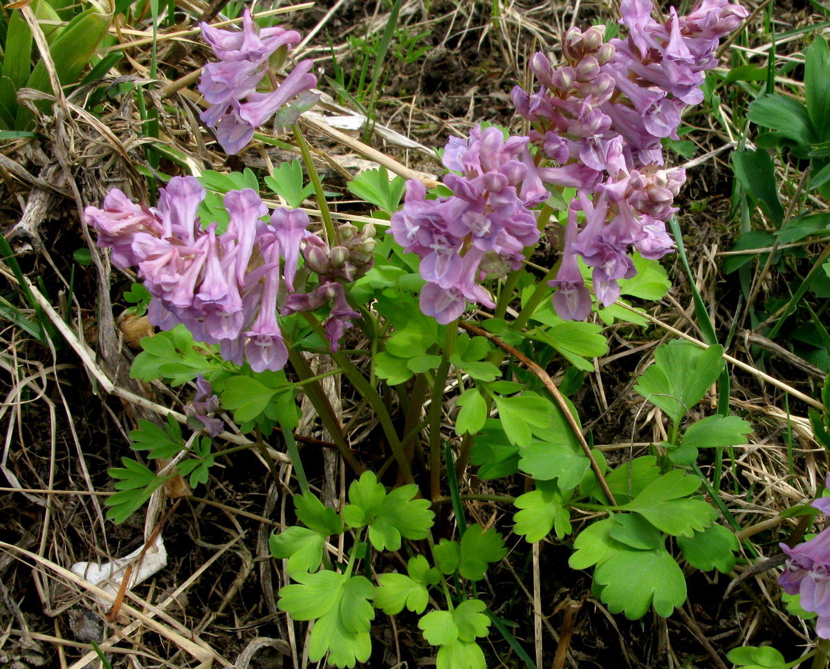 Image of Corydalis tamarae specimen.