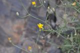 Crepis rhoeadifolia