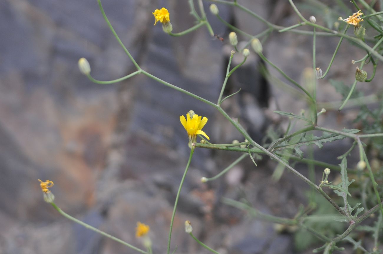 Image of Crepis rhoeadifolia specimen.