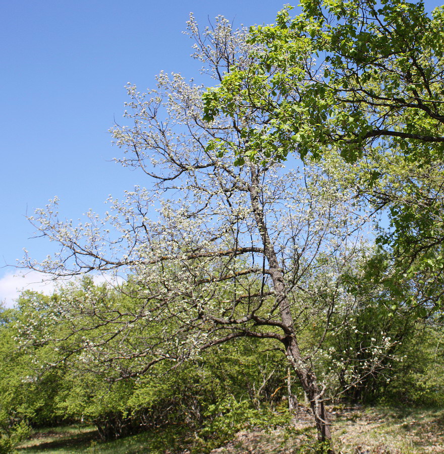 Image of Quercus pubescens specimen.