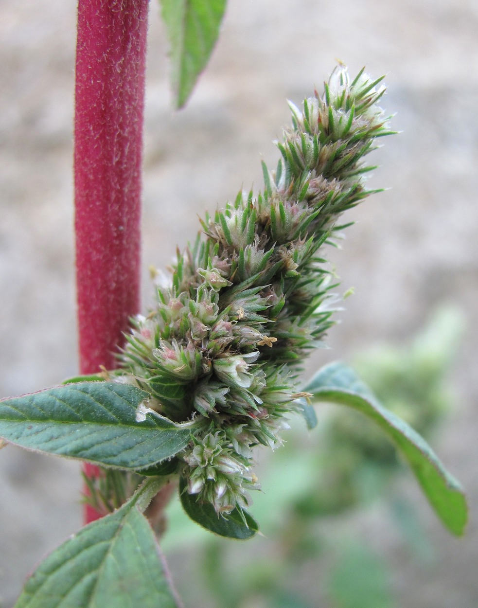 Image of Amaranthus retroflexus specimen.