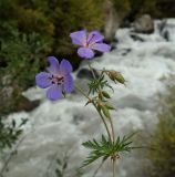 Geranium kemulariae. Верхушка цветущего растения с объеденным лепестком. Кабардино-Балкария, верховья р. Малка, ур. Джилы-Су, ≈ 2400 м н.у.м. 09.09.2018.