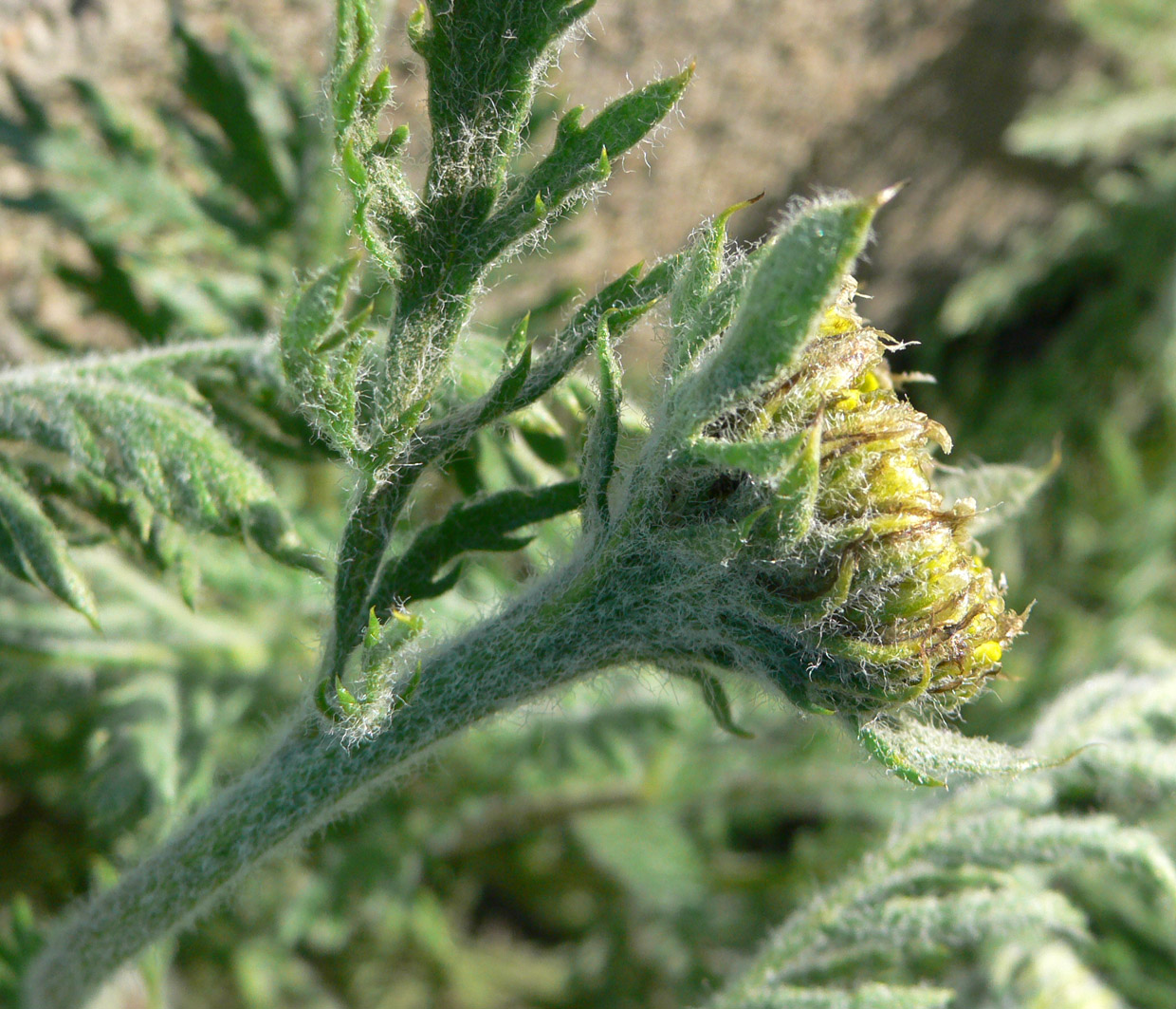 Image of Tanacetum bipinnatum specimen.