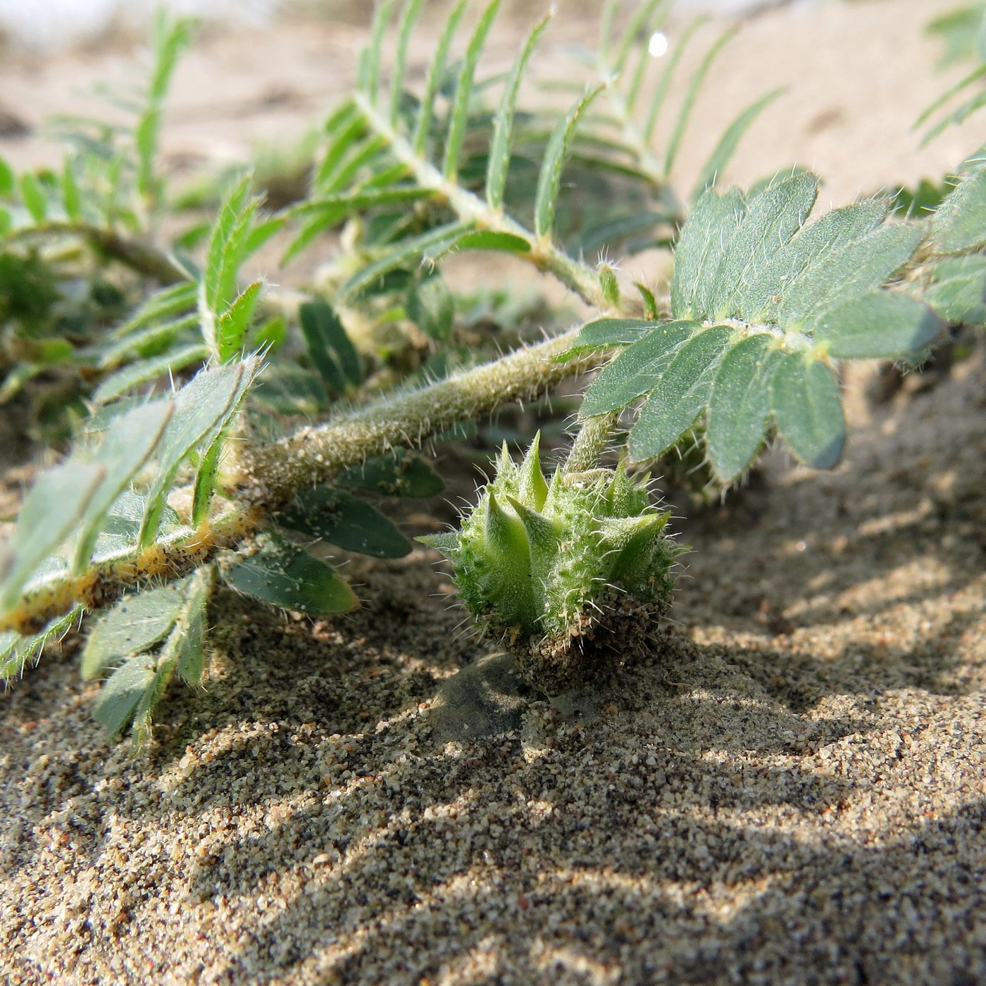 Изображение особи Tribulus terrestris.