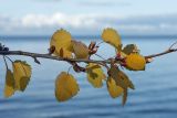 Populus tremula