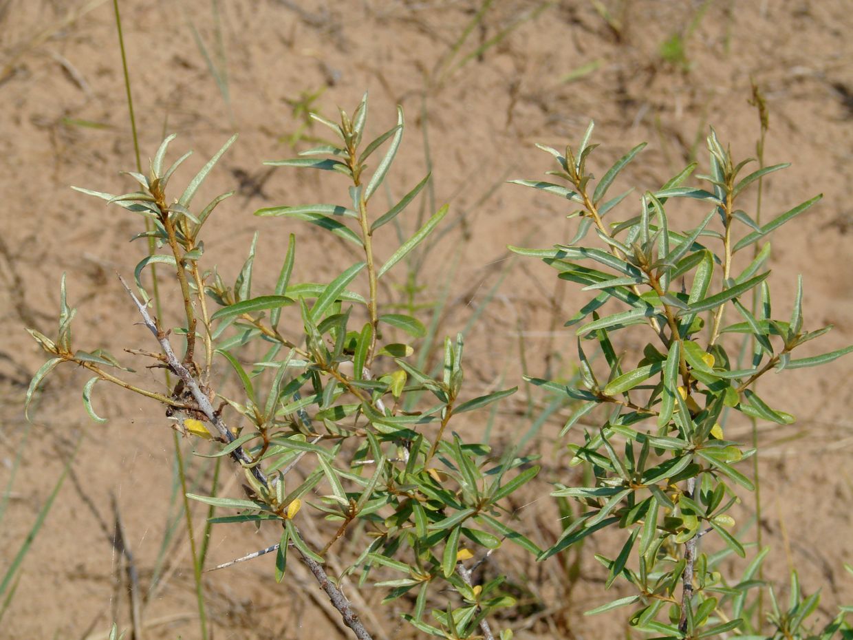 Image of Hippophae rhamnoides specimen.