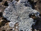 род Lecanora. Слоевище с апотециями. Казахстан, Туркестанская обл., Тюлькубасский р-н, окр. с. Жабаглы, предгорная степь, на камне. 21 ноября 2018 г.