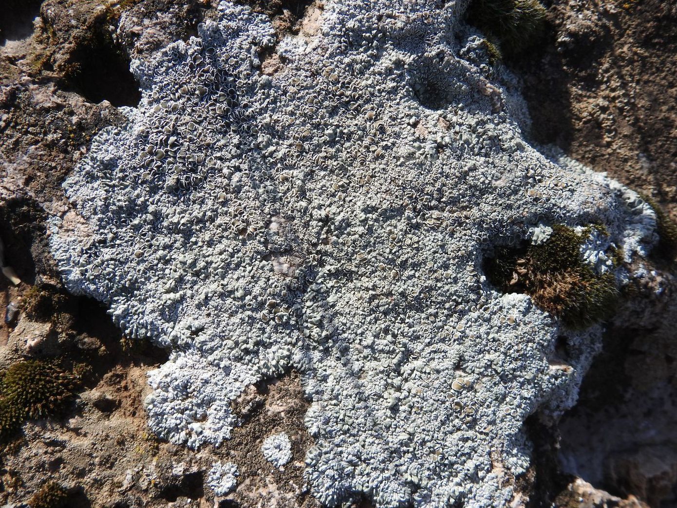 Image of genus Lecanora specimen.