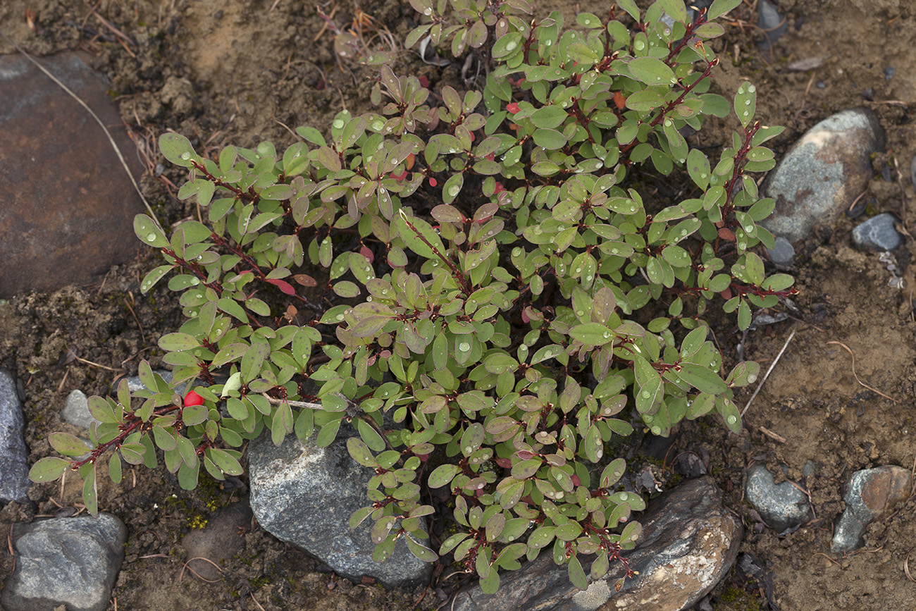 Image of Cotoneaster uniflorus specimen.