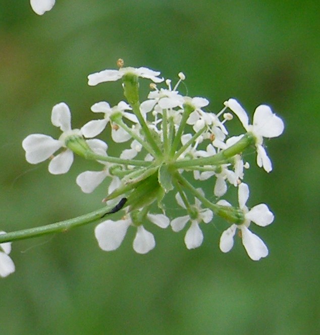 Image of Anthriscus sylvestris specimen.